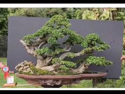 Bonsai Serut Juara Streblus Asper Bonsai Trees Youtube