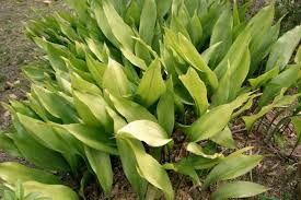 Image result for Kořenokvětka Aspidistra