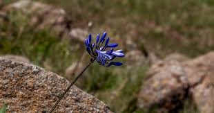 Image result for Crabbea nana