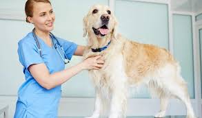 Old Dog Vestibular Disease What You Need To Know