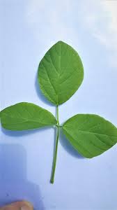 Image result for Neonotonia wightii