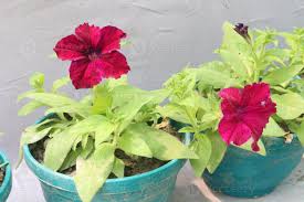 Image result for Petunia axillaris