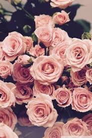 17 Ideas Wall Paper Iphone Vintage Flowers Tumblr Pink Roses Flower Wallpaper Iphone 6 Plus Wallpaper Flowers