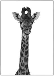 Modernes Bild Von Giraffe In Schwarz Weiss Giraffen Bilder Bilder Tumblr Bilder Schwarz Weiss
