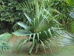 Image result for Pandanus sp. A