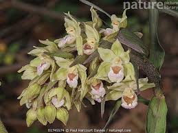 Image result for Emilia violacea