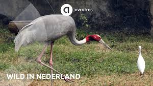 Hoe herken je een kraanvogel? Wild In Nederland De Kraanvogel Youtube