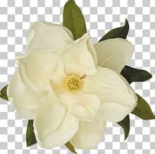 Magnolia Flowers Png Images Magnolia Flowers Clipart Free Download This set includes 23 different, perfectly isolated niemetz magnolia petals. magnolia flowers png images magnolia