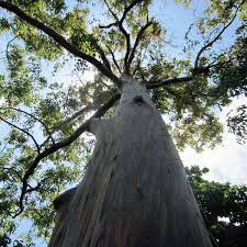 Rainbow Eucalyptus Tree A Stunning