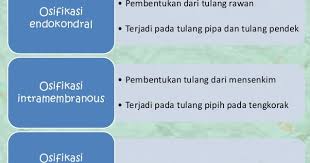 Proses pembentukan tulang terjadi pada masa embrio. Proses Pembentukan Tulang Pada Manusia Proses Osifikasi Biologi Edukasi Belajar Sains Biologi
