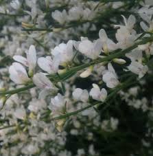 Image result for Retama monosperma