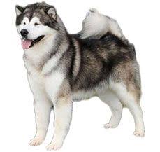 Contents caring for your alaskan malamute the cost of owning an alaskan malamute as with any dog, malamutes are likely to make noise and it's down to the individual dog how. Alaskan Malamute Dog Breed Information Dogspot In