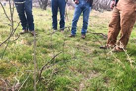 Felled trees, low hanging branches, or iron bars will all work. Houston Do We Have An Animal Trapping Problem The Trapping Debate Explained Reporting Texas Reporting Texas
