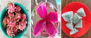 Pitaya fruit dragonfruit food sweet fresh nature healthy tropical. Vhfnc L2gdexwm