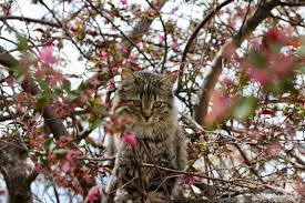 Hill's prescription diet dry cat food, veterinary diet, c/d multicare urinary care. 5 Ways To Entertain Your Cat While You Re Away Healthymeetshappy Annmarie John Llc A Travel And Lifestyle Blog
