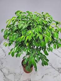 Image result for Ficus variifolia
