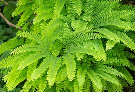 Image result for Adiantum poiretii