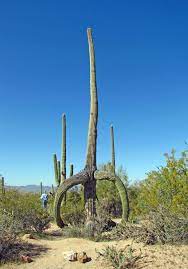 The sonoran desert is the only place on earth where the saguaro cactus, grand symbol of the west, grows. Saguaro National Park Arizona North America S Largest Cacti Can Be Found Here The Park Was Established To Protect The Nature Tree Arizona Landscape Saguaro