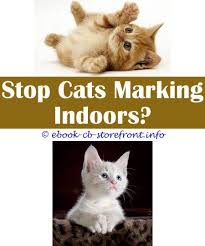 10 Knowing Clever Ideas Homemade Cat Dander Spray Do Neutered Male Cats Spray House Male Cat Urine Spraying Best Cat Flea And Mite Spray Keep Cats From Sprayin