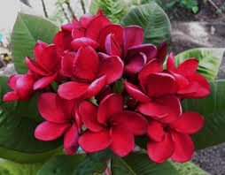 Sg Scarlet Beauty Frangipani Plumeria Tree Flowers For Sale