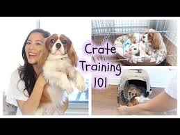 Crate Training Cavalier King Charles House Breaking Potty Training Play Pe Cavalier King Charles Dog King Charles Dog King Charles Cavalier Spaniel Puppy