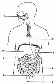 Unlabeled Digestive System Diagram Koibana Info Digestive System Worksheet Human Digestive System Digestive System Diagram