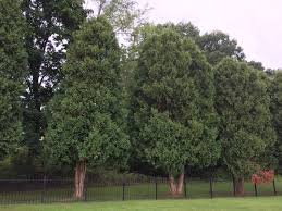 Winter burn can be prevented, but if you have deer in the area, don't plant arborvitae. How To Grow Care For Arborvitae Trees Winter Protection By The Gardener S Network