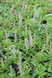 Image result for Platostoma