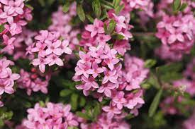 · study the flowers to identify the shrub including the flower sizes, colors and time of blooming. Best Shrubs With Pink Or Magenta Flowers