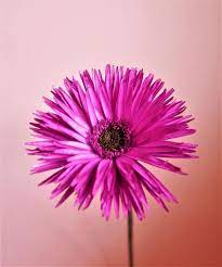 Easy Spider Gerbera Templates Paper Flower Instant Etsy Paper Flowers Silhouette Design Paper Flower Template