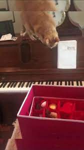 Socializing Your Kitten What You Need To Know Cattime Funny Animal Videos Cute Animals Funny Cats