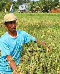 Proses penanaman padi seperti penanaman pemindahan anak benih, merumput, mengairi petak sawah, penyemburan tanaman dan penuaian. Kesan Negatif Penanaman Padi Boscy