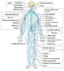 The central nervous system (cns) consists of the brain and the spinal cord, while the peripheral nervous system (pns) consists of sensory neurons, ganglia (clusters of neurons) and nerves. Central Nervous System Disease Wikipedia