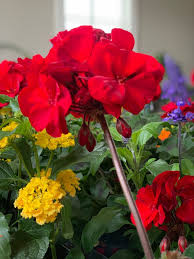 As it is not always possible because of seasonal. 10 Sun Loving Flowers For The Ultimate Window Box Recipe Plaids And Poppies