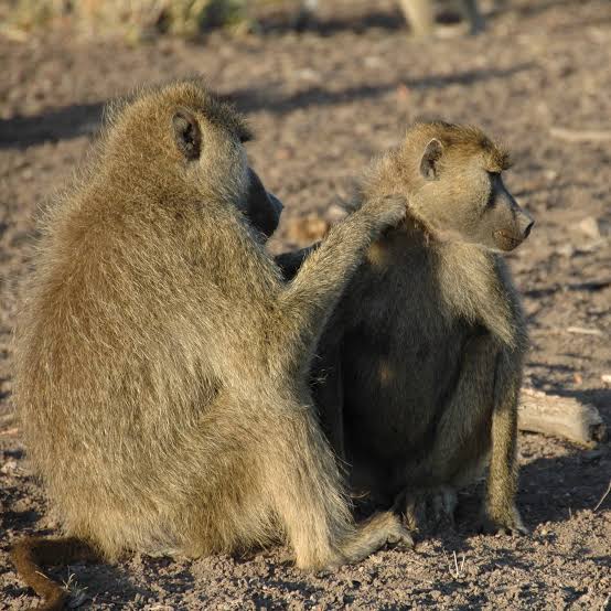 Why Male Baboons Benefit From Female Friends - The New York Times