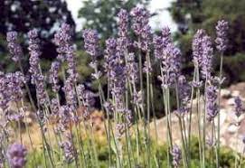 Lavender Flower Meaning In Bengali Best Flower Wallpaper