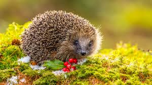 Lesen sie hier, wie sie ihren garten möglichst igelfreundlich gestalten und wie sie sich den tierchen gegenüber verhalten sollten, etwa wenn diese verletzt sind. So Kommen Igel Am Besten Uber Den Winter The Weather Channel Artikel Von The Weather Channel Weather Com