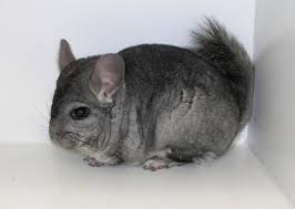 Here are reasons to not get a chinchilla as a pet. Chinchillas Heath Conditions Vca Animal Hospital