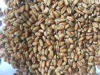 Add flour, wheat germ, oats, and chocolate and mix just until the flour disappears. Thunder Acres Cat Grass Blend Wheat Barley Oats And Rye Seed Mix Non Gmo Ebay