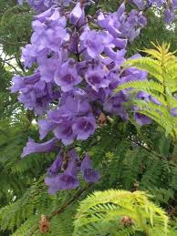 Conservative estimates of beetles worldwide is 350 000 species. Garden Answers Plant Identification Plants Jacaranda Tree Flowering Trees