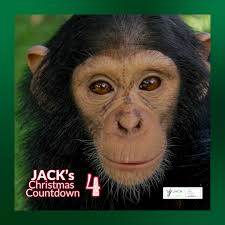 💚❤💚Le 4e résident de notre compte à rebours avant Noël est, FWA! Aux  côtés de ses amis chimpanzés BERE et SANA, le jeune FWA s'épanouit dans un  environnement rempli d'amour et de