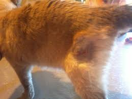 I kept soaking the wound in warm salty water a few times a day. Cats Photos The Ordeal Of Treating The Hole I Found
