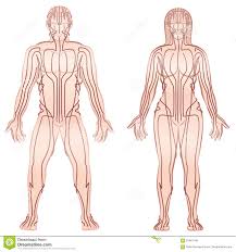 Body Meridians Man Woman Couple Stock Vector Illustration