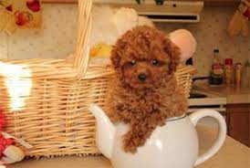 Maltipoo puppies in texas, near dallas, austin, san antonio, corpus christi, houston tx. Fischer Kennels Red Maltipoo Puppies Fischer Kennels