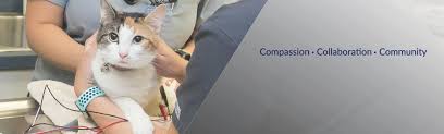 Maybe you would like to learn more about one of these? Westfield Veterinary Group Linkedin