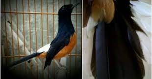 Murai lampung mempunyai ekor lebih pendek dibandingkan ekor murai medan dan murai aceh. Ciri Ciri Fisik Dan Kelebihan Murai Batu Bordan On Kicau