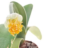 Image result for Haemanthus montanus