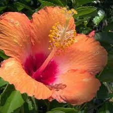 Cherie Hibiscus Plant Photography Hibiskus Pflanzen Blumen