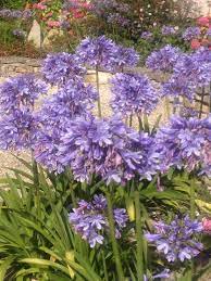 Agapanthe Purple Flowers Flower Power Agapanthus