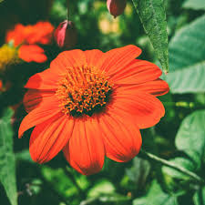 Image result for Tithonia diversifolia